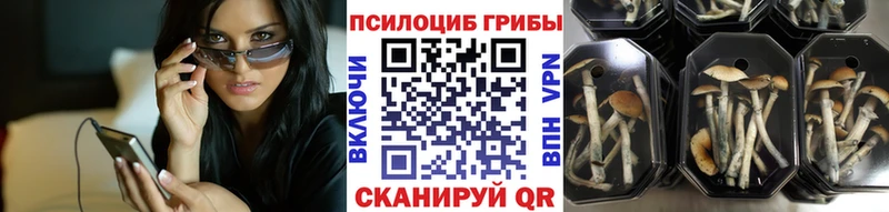 Купить где  Почеп  Псилоцибиновые грибы Psilocybe 